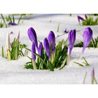 2272_0471 Krokusblueten im Schnee - Frühlingsanfang im kalten Hamburg. | Fruehlingsfotos aus der Hansestadt Hamburg; Vol. 2